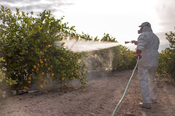 Best Wasp Removal Services  in Yorketown, NJ