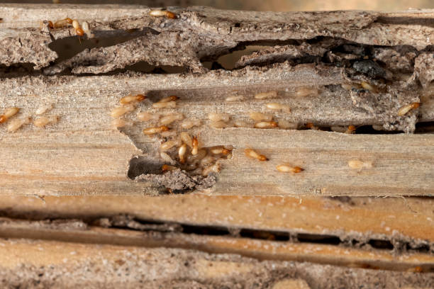 Best Best Pest Control Companies  in Yorketown, NJ