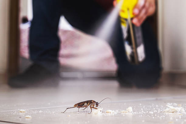 Best Spider Control Near Me  in Yorketown, NJ