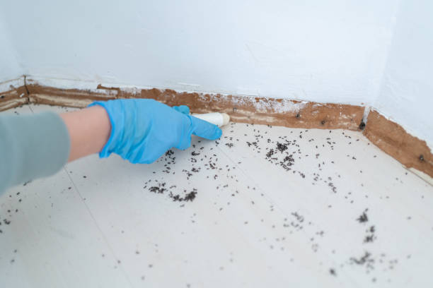 Best Termite Control Services  in Yorketown, NJ